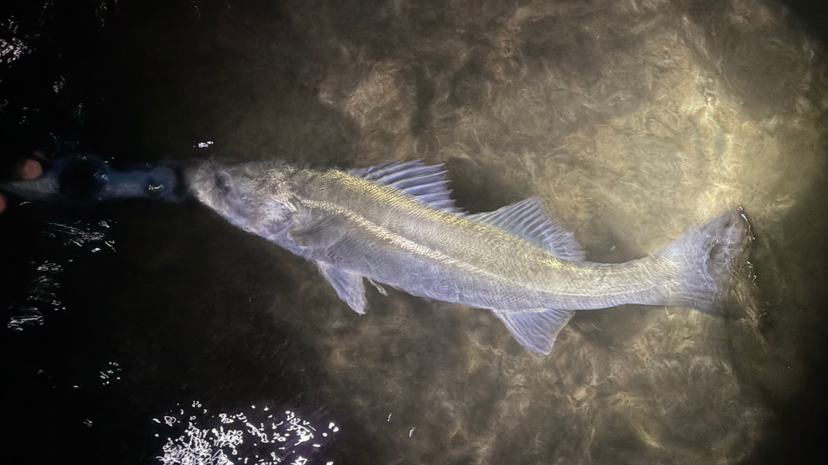 トップはやっぱり面白い・・・