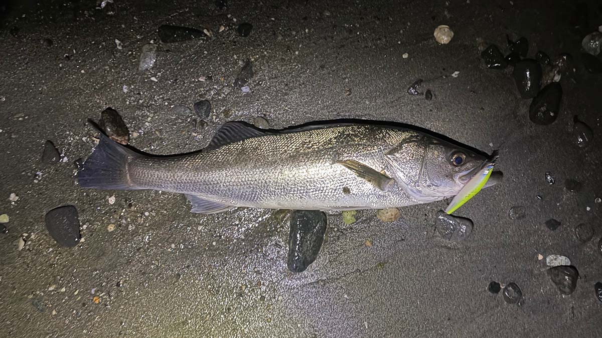 シーズンもそろそろ終盤だろうか